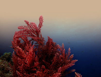 Aquamin F® algapor, természetes kalciumkomplex 