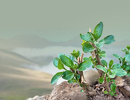 Igazán különleges növény