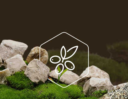 CyanthOX™50, a szuper-növénykivonat