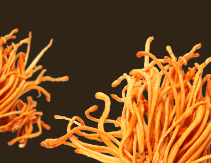 Cordyceps, a csúcsok energiája