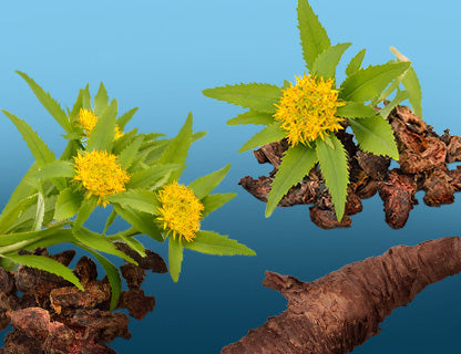 Rhodiola rosea, a szélsőséges tájak növénye