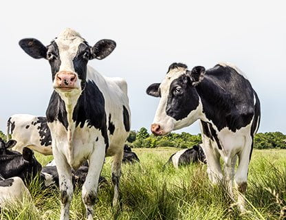 Szabadtartású tehenek, kiváló minőségű tej, prémium fehérje 🥛✨